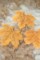 Листья кленовые, цв.Желтый, 25 шт.