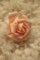 Роза декоративнаят (10 штук./комплект), диаметр 6 см., персиковая.