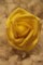 Роза декоративнаят (10 штук./комплект), диаметр 6 см., желтая.